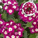 Afbeelding van Verbena P12 Cherry eye